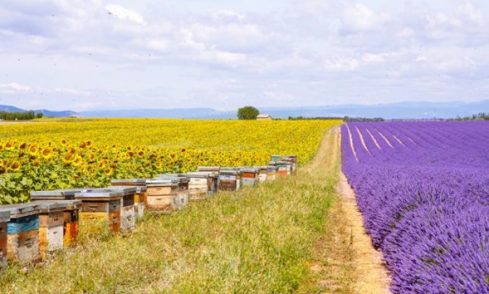 depositphotos_70483591-stock-photo-bee-hives-on-lavender-fields.jpg