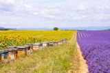 depositphotos_70483591-stock-photo-bee-hives-on-lavender-fields.jpg